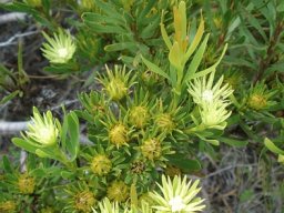 Aulax umbellata many female flowerheads
